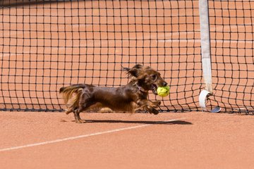 Bild 74 - RL TC an der Schirnau - SV Zehlendorfer Wespen : Ergebnis: 9:0